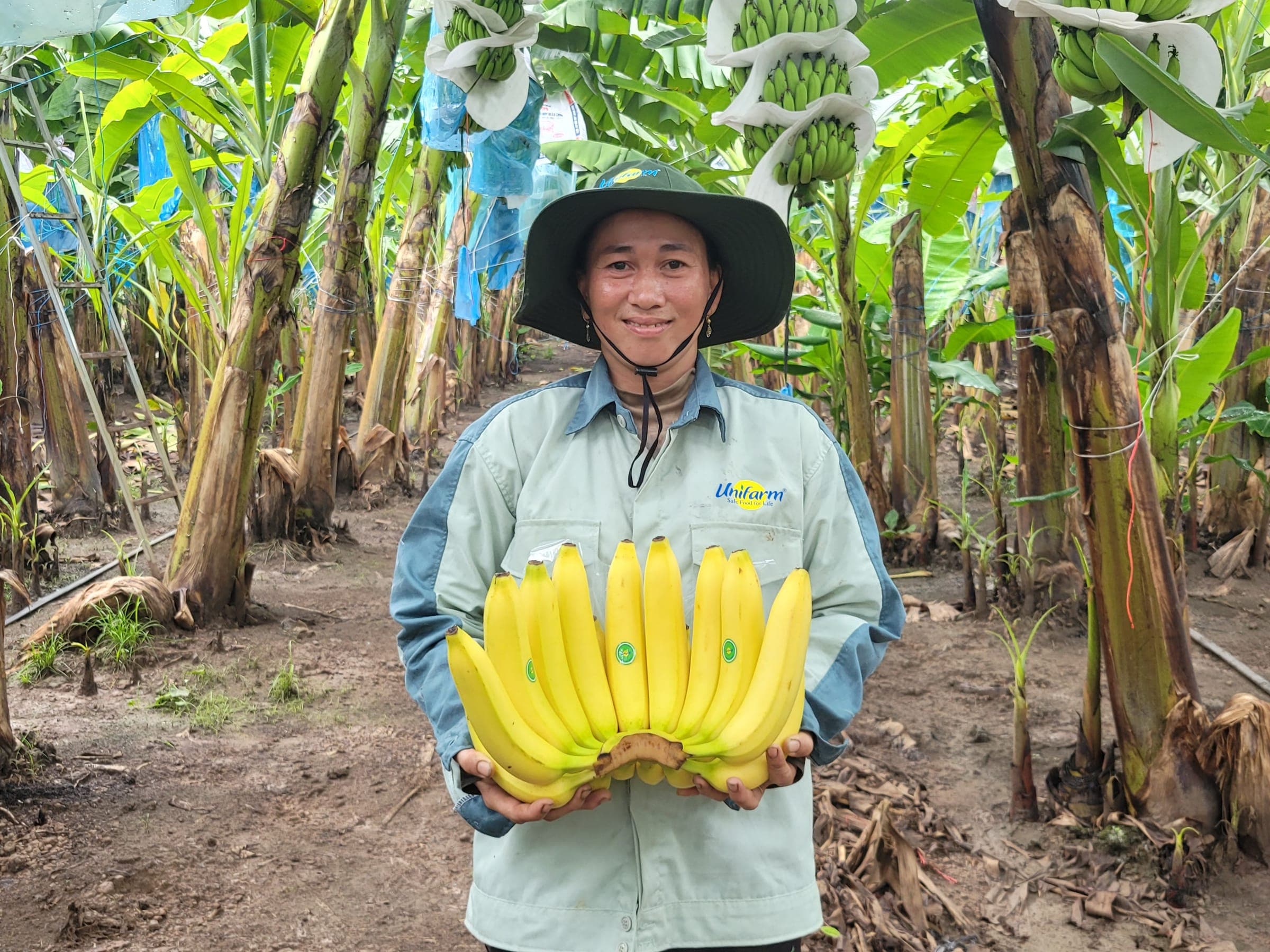 Người lao động Unifarm với sản phẩm chuối vừa thu hoạch
