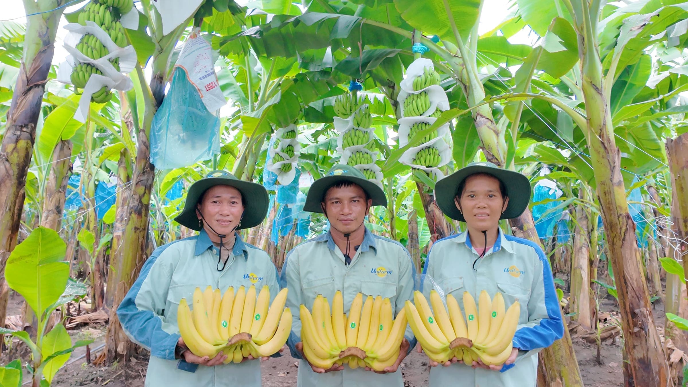 Đội ngũ Unifarm cùng nhau trưởng thành trong nghề nông nghiệp