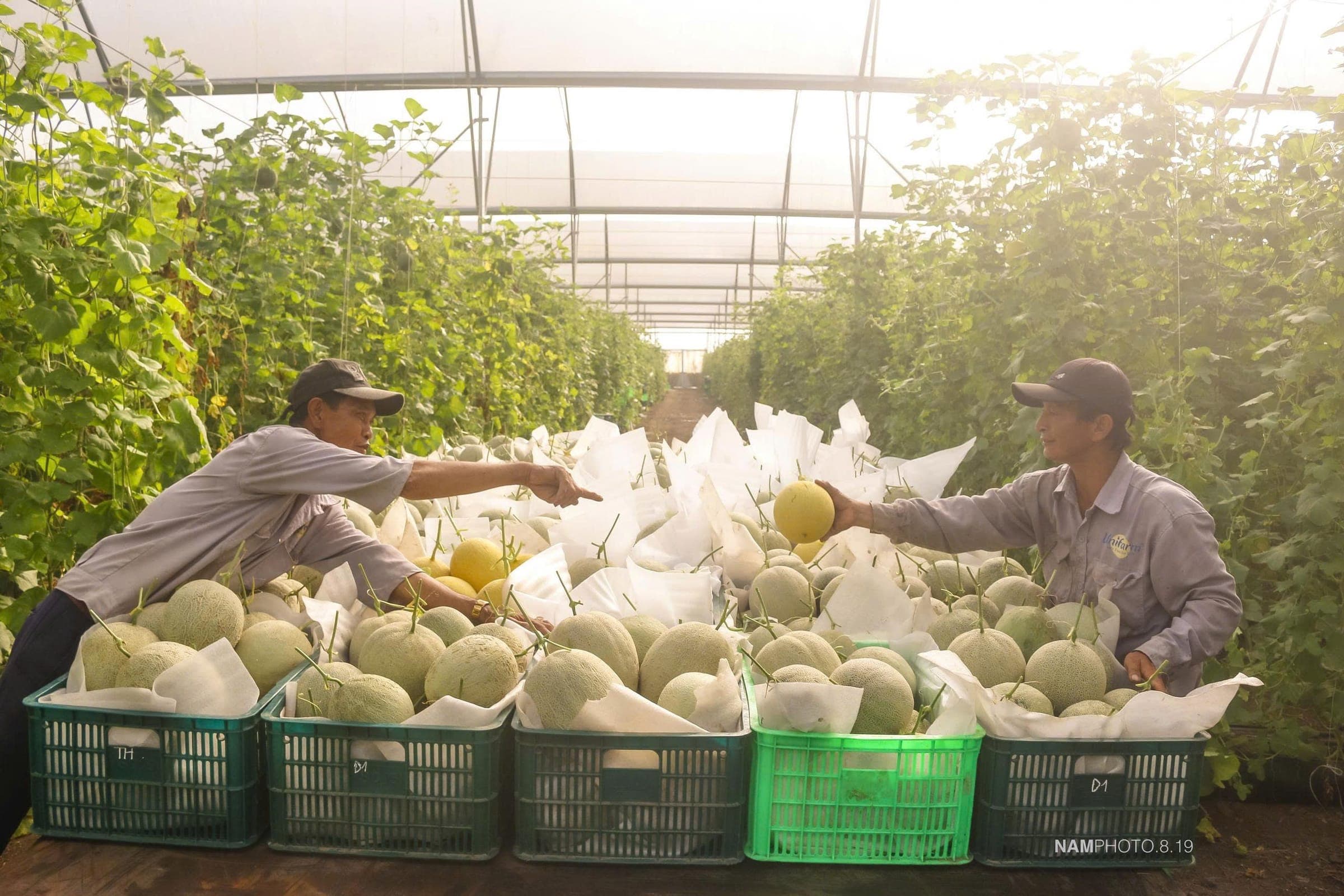 Nhà kính công nghệ cao trồng rau thủy canh