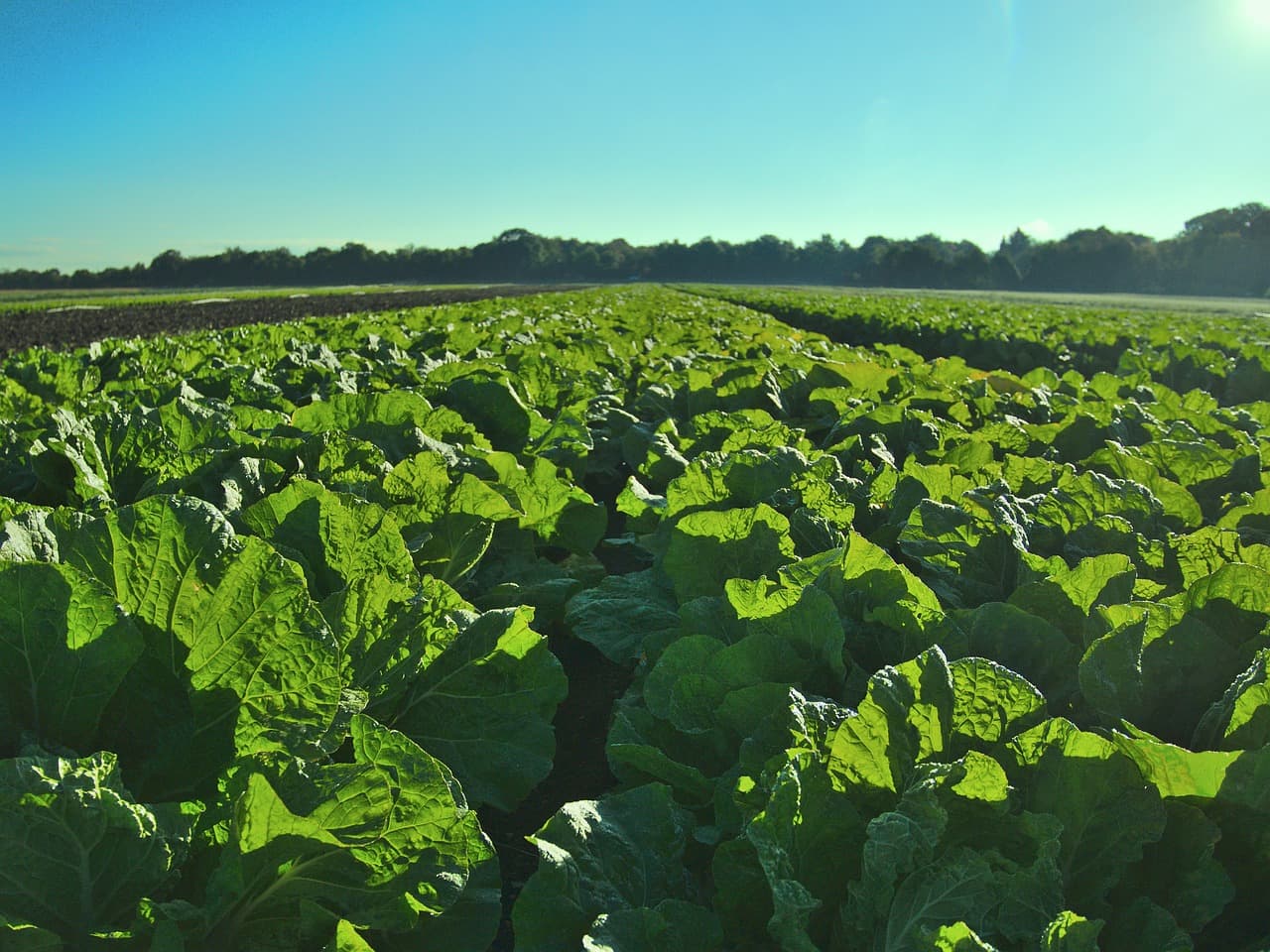 Chào mừng đến với Blog Unifarm