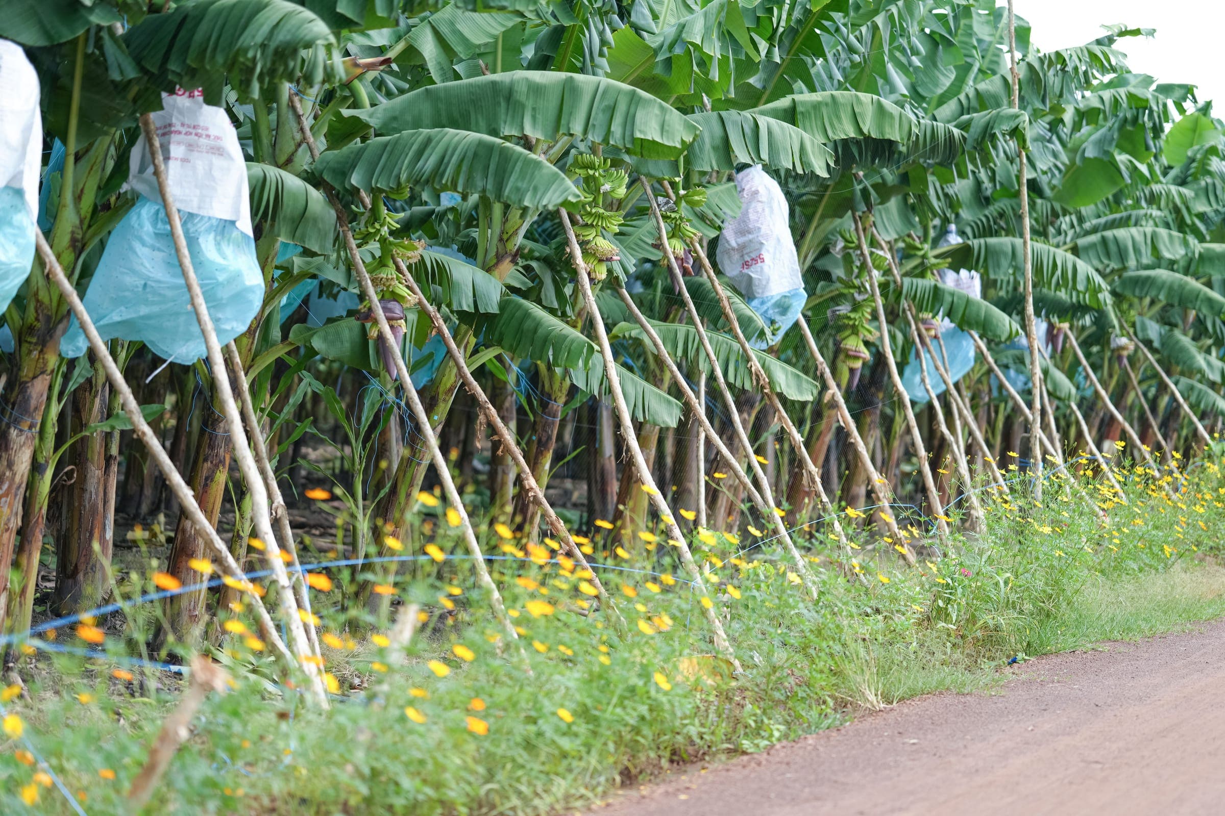 Nông trường Unifarm — sẵn sàng đồng hành cùng nông dân và đối tác